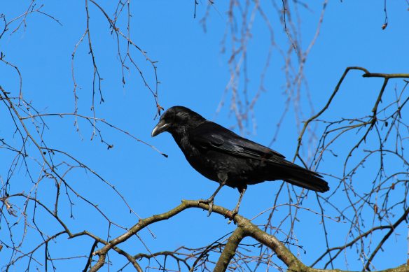 black-crow-bird-59850